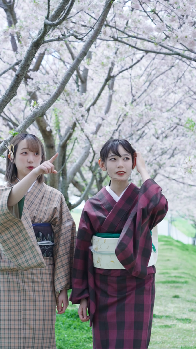 結城紬_桜